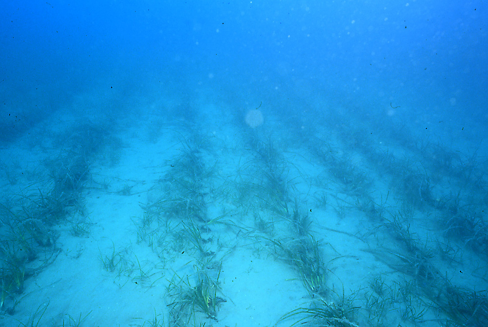 Transplantation de Boutures de Posidonia oceanica