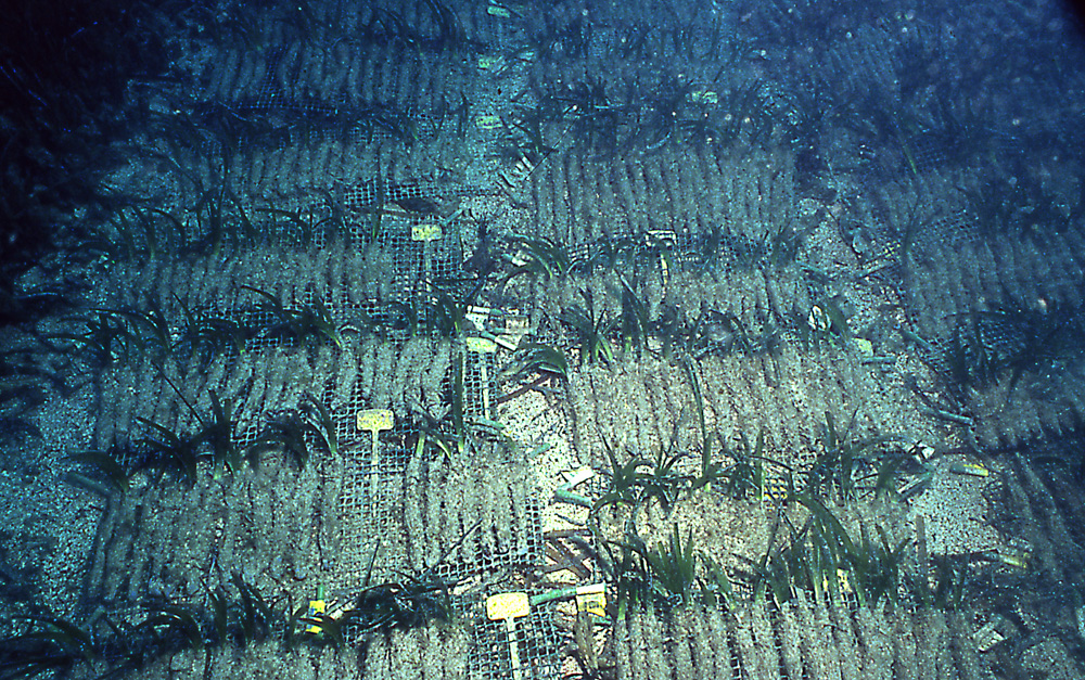 Transplantation de Boutures de Posidonia oceanica